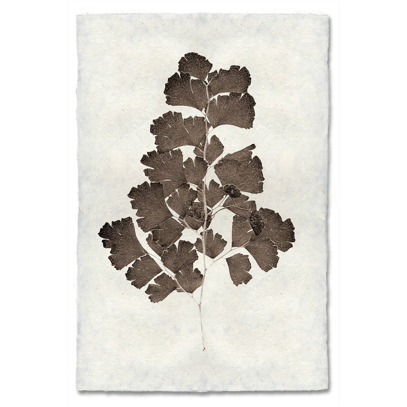 Leaf - Study No. 2