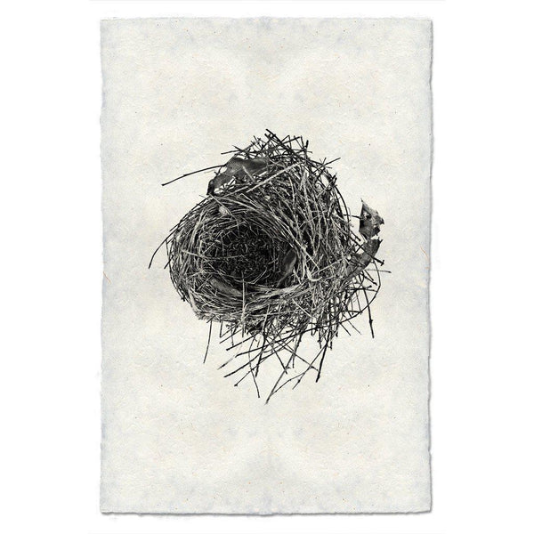 Nest - Study No. 10